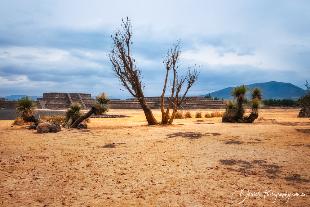Teotihuacan Dry climate vegetation with grass trees and shrubs archeological complex in central Mexico